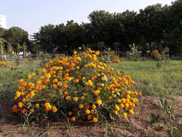 self seeded marigold in its full glory 600